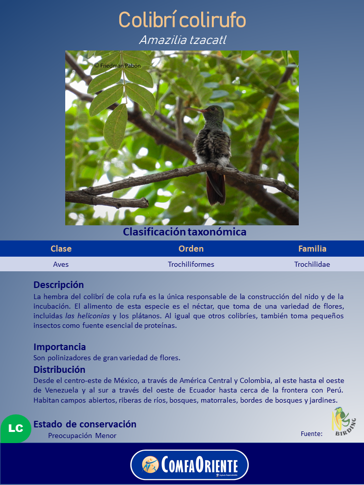 Colibrí colirrufo de cuerpo verde y cola rojiza posado en una rama entre hojas, presentado en un folleto informativo.