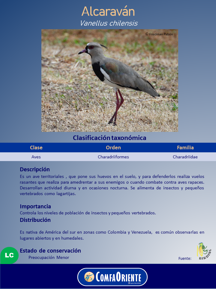 Alcaraván (Vanellus chilensis) de perfil sobre pasto seco, plumaje gris con parche negro en el pecho, patas rojizas y cresta.