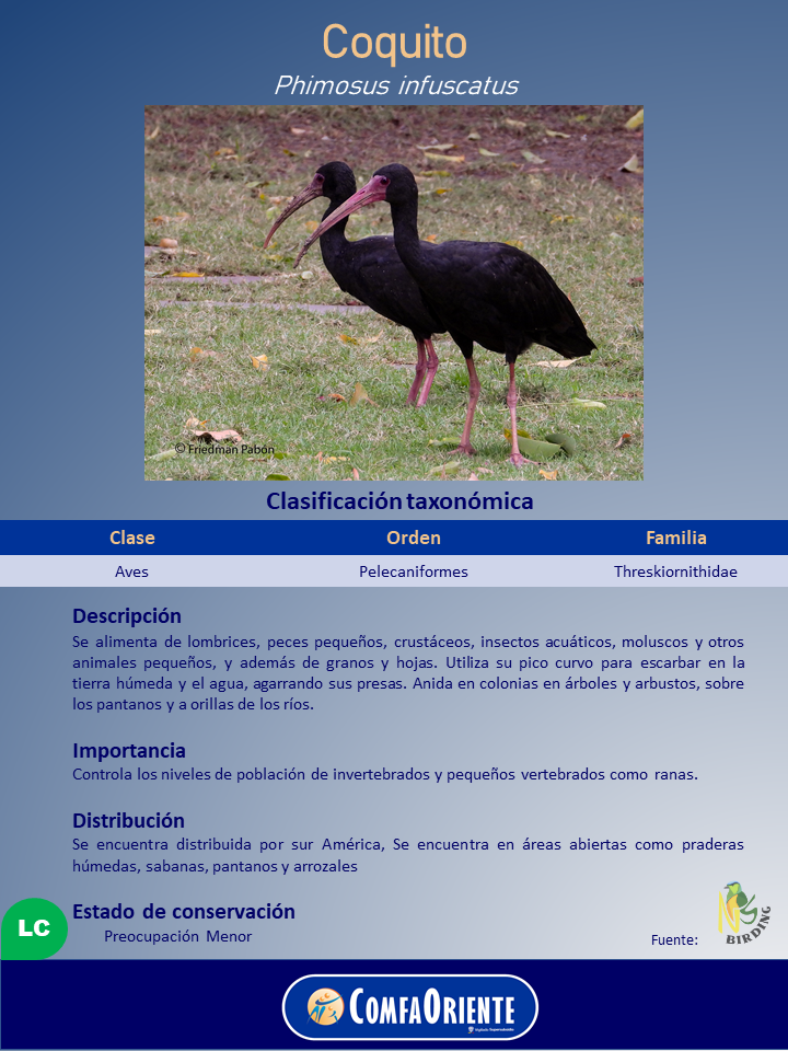 Dos coquitos negros con pico largo curvado y patas rosadas sobre césped, en un cartel informativo sobre la especie.