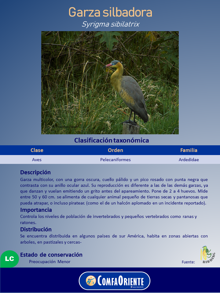 Garza silbadora de plumaje multicolor con gorra oscura, cuello pálido y pico rosado con punta negra, parada en pastizal.