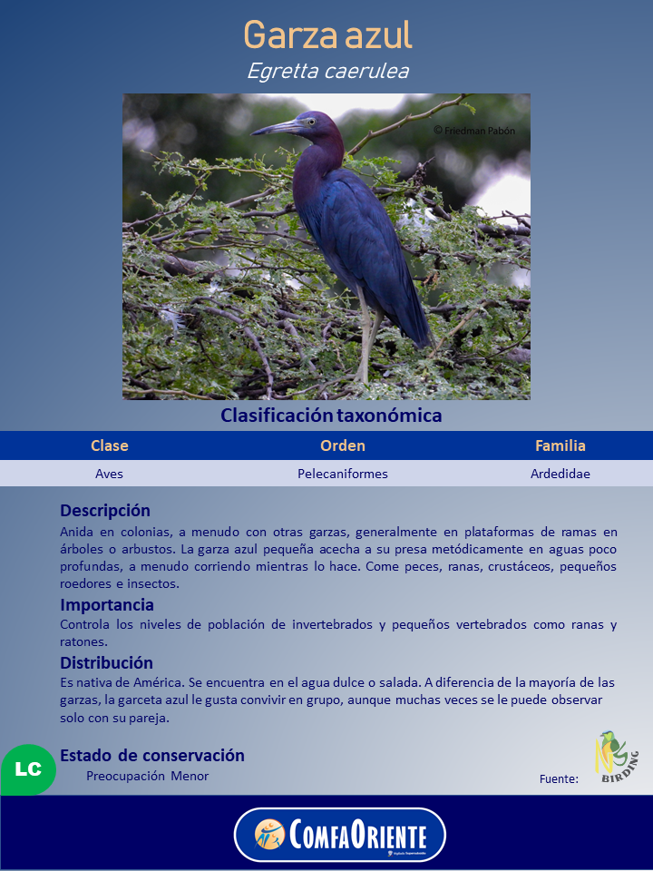 Garza azul (Egretta caerulea) de plumaje azul y cuello púrpura, con pico y patas largas, posada en ramas en un cartel informativo.