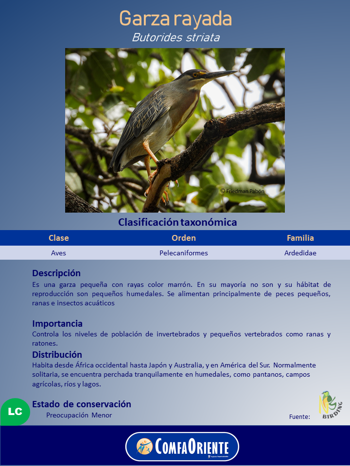 Garza rayada (Butorides striata) posada en una rama, plumaje gris y marrón con rayas, pico largo y patas amarillas.