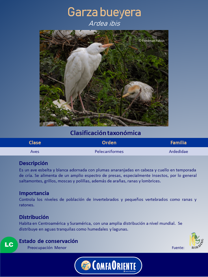 Cartel sobre la garza bueyera (Ardea ibis) con foto de ejemplares blancos con plumas anaranjadas y datos taxonómicos y de conservación.