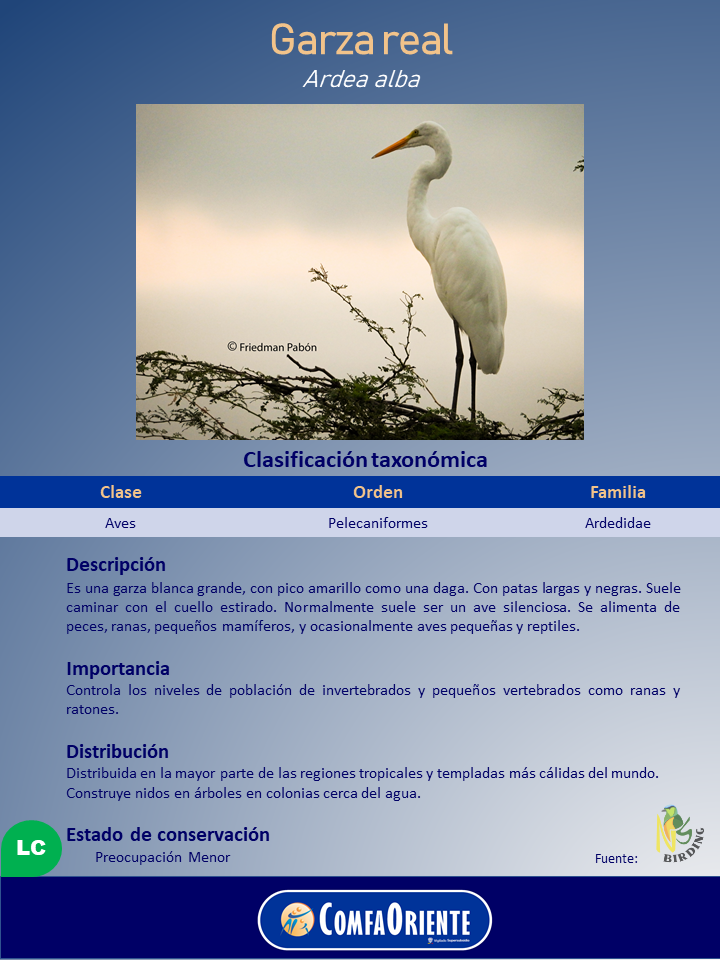 Garza real blanca de pico amarillo y patas negras, de perfil sobre ramas, con el cuello en forma de S y fondo de cielo.