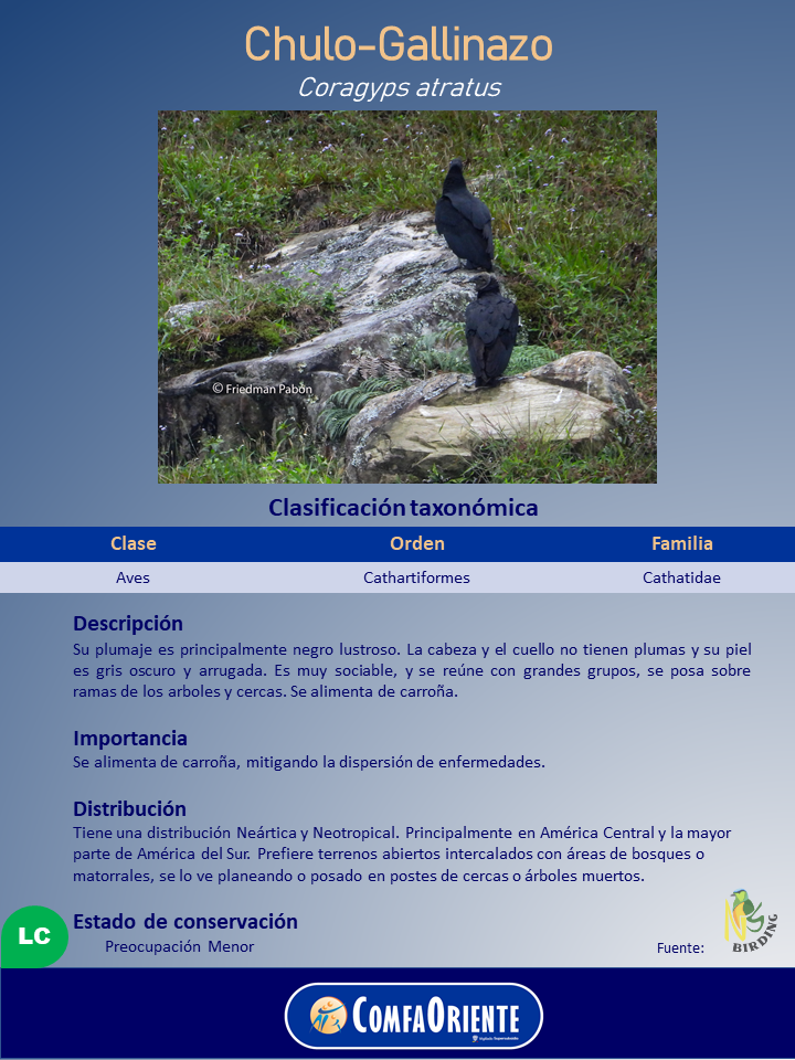 Dos chulos-gallinazos negros de cabeza desnuda y plumaje lustroso posados sobre rocas en un pastizal.