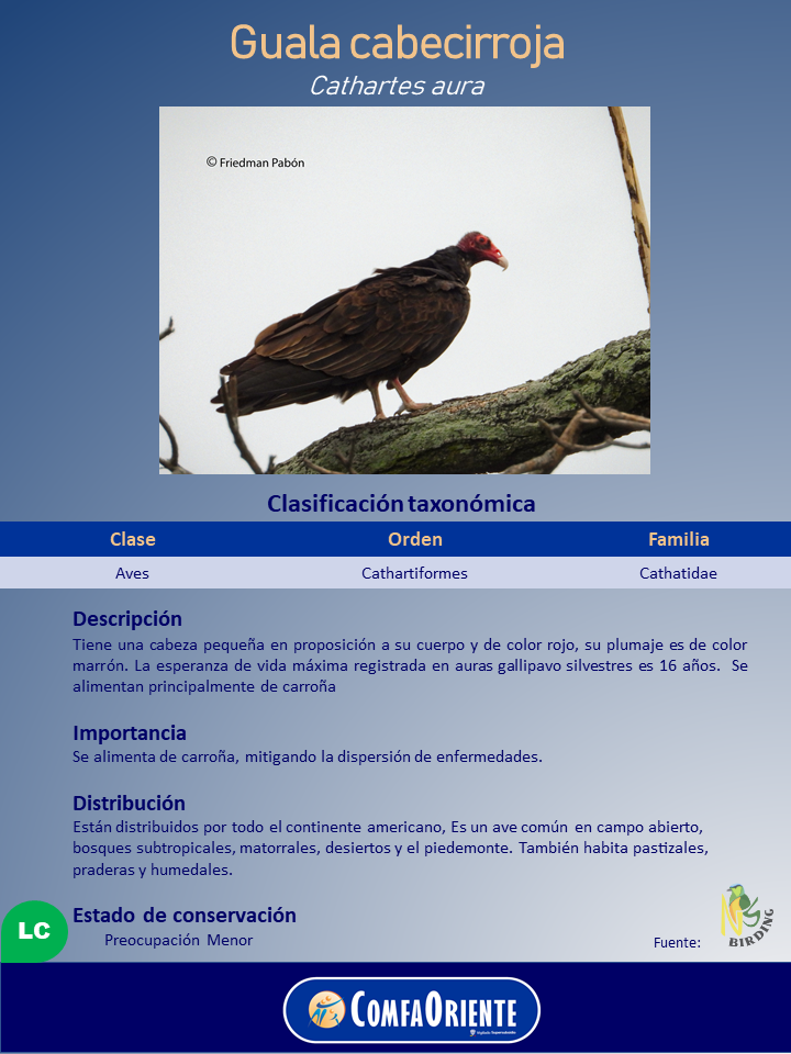 Guala cabecirroja (Cathartes aura): ave de plumaje marrón oscuro y cabeza roja posada sobre una rama cubierta de musgo.