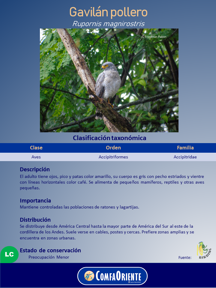 Gavilán pollero (Rupornis magnirostris) posado en una rama entre follaje; póster informativo con clasificación y texto.