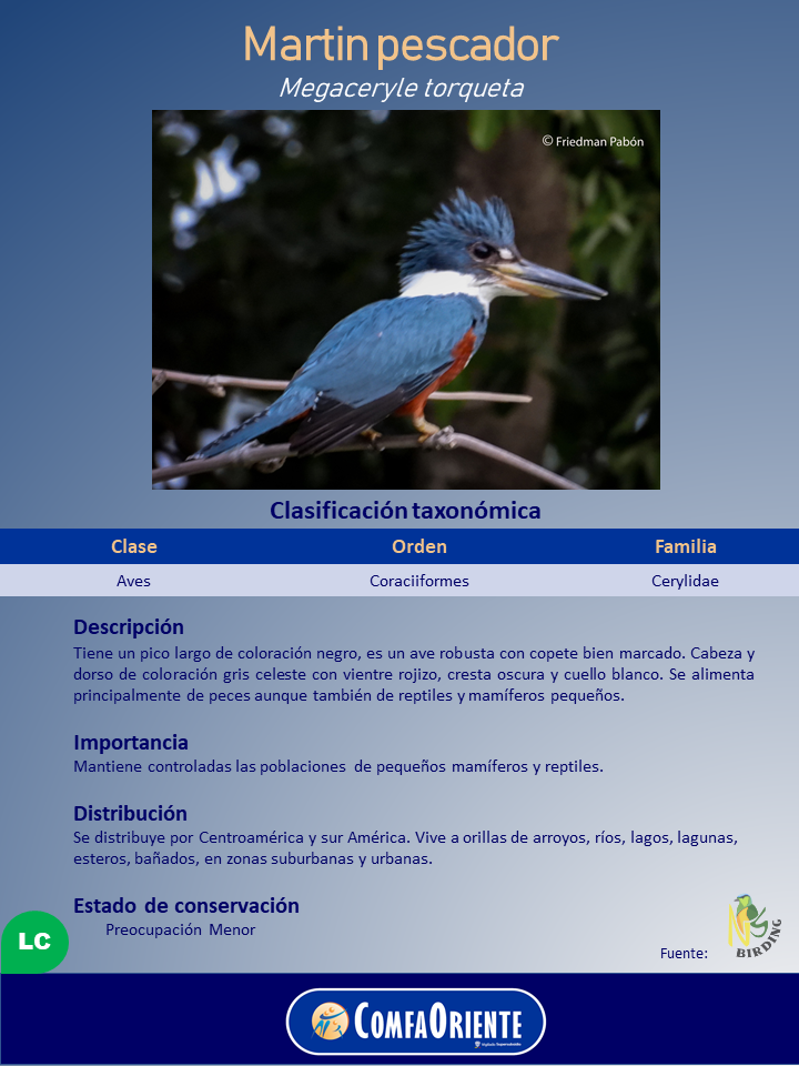 Cartel del martín pescador M. torquata con foto del ave azul y rojiza, cresta erizada, pico largo y tabla taxonómica.