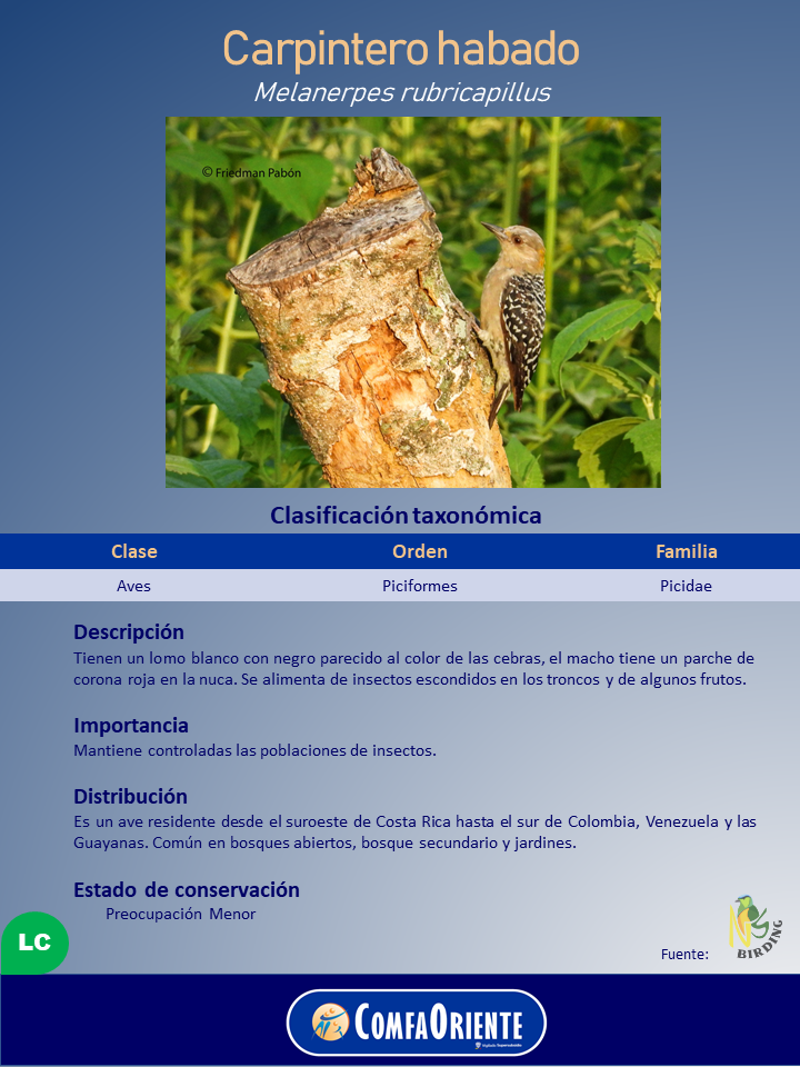 Póster del carpintero habado (Melanerpes rubricapillus) mostrando un ave pequeña de lomo blanco y negro posada en un tronco