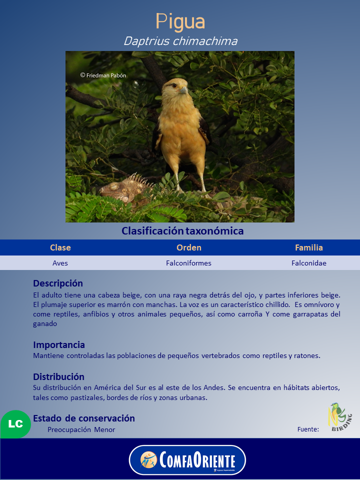 Pigua (Daptrius chimachima): ave beige y marrón posada en follaje con un reptil muerto a sus pies en un cartel informativo.