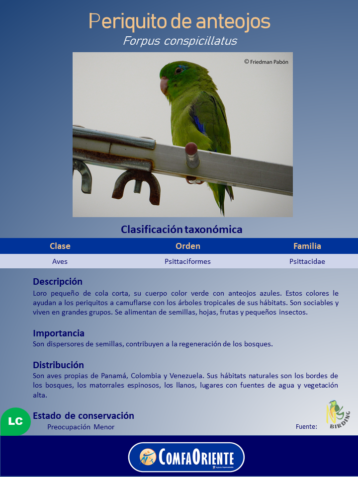 Periquito de anteojos verde con pequeñas manchas azules alrededor del ojo y en el ala, posado en una barra metálica.