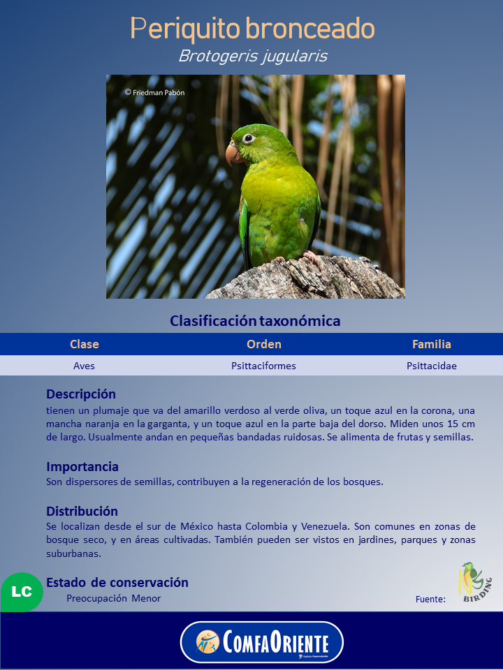 Periquito bronceado (Brotogeris jugularis) verde con pico anaranjado posado sobre un tocón; clasificación y estado LC.