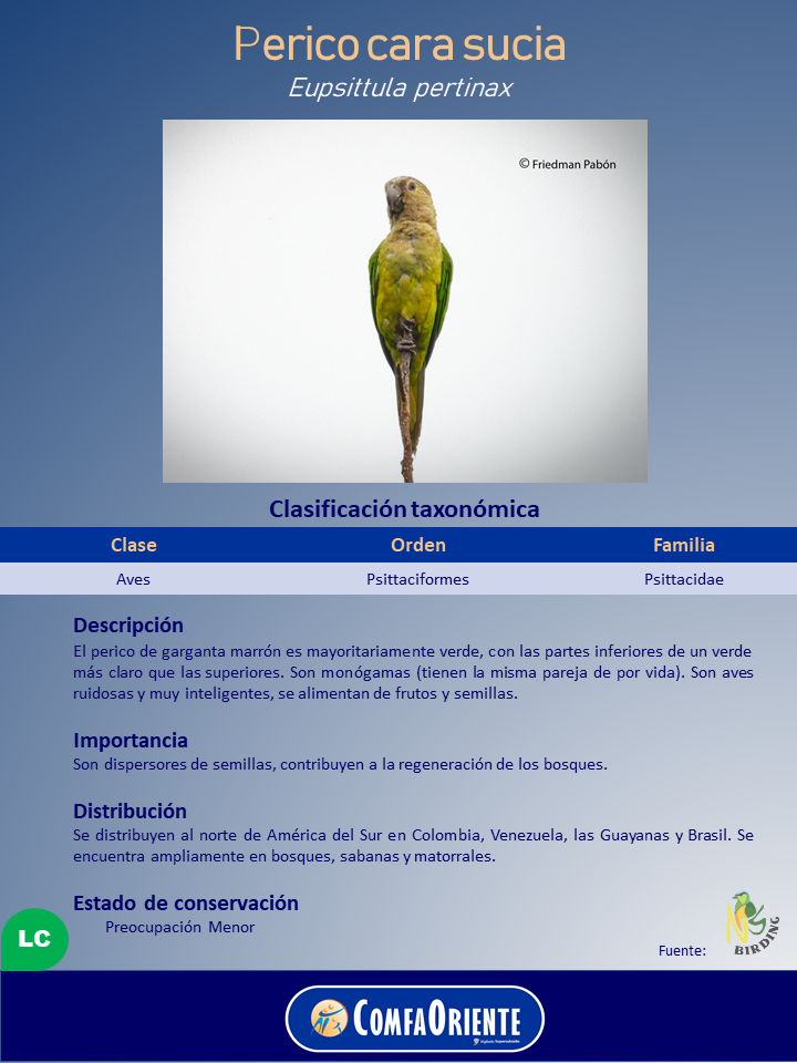 Perico cara sucia (Eupsittula pertinax) posado en una rama delgada, plumaje verde con cabeza marrón sobre fondo claro en un cartel informativo.
