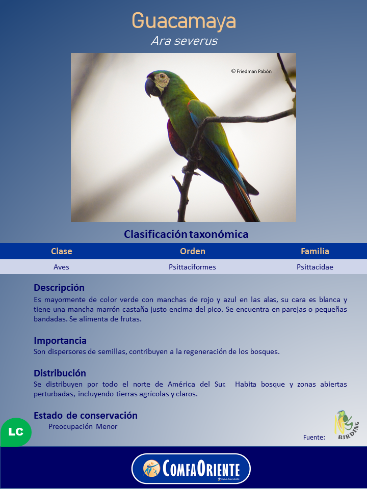 Cartel de la guacamaya Ara severus con foto de un loro verde con rojo y azul, cara blanca y mancha marrón sobre el pico.