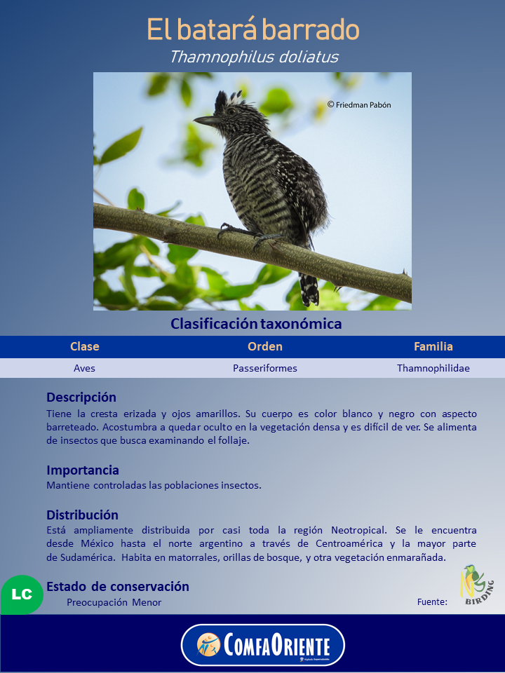 Ave batará barrado con cresta erizada y plumaje rayado blanco y negro, posada en una rama entre hojas verdes.