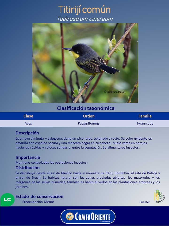 Titirijí común (Todirostrum cinereum): ave pequeña con cabeza negra y pecho y vientre amarillos, posada en una rama sobre fondo vegetal.