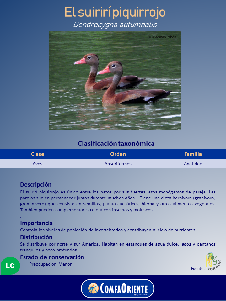 Dos patos suirirí piquirrojo con pico rojo nadando en agua verde sobre un cartel informativo.