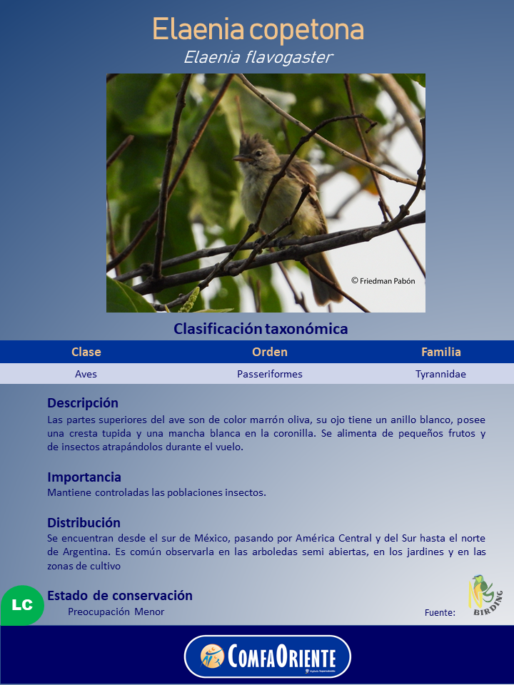 Ave pequeña de plumaje marrón oliva con anillo ocular blanco y cresta, posada entre ramas y hojas verdes.