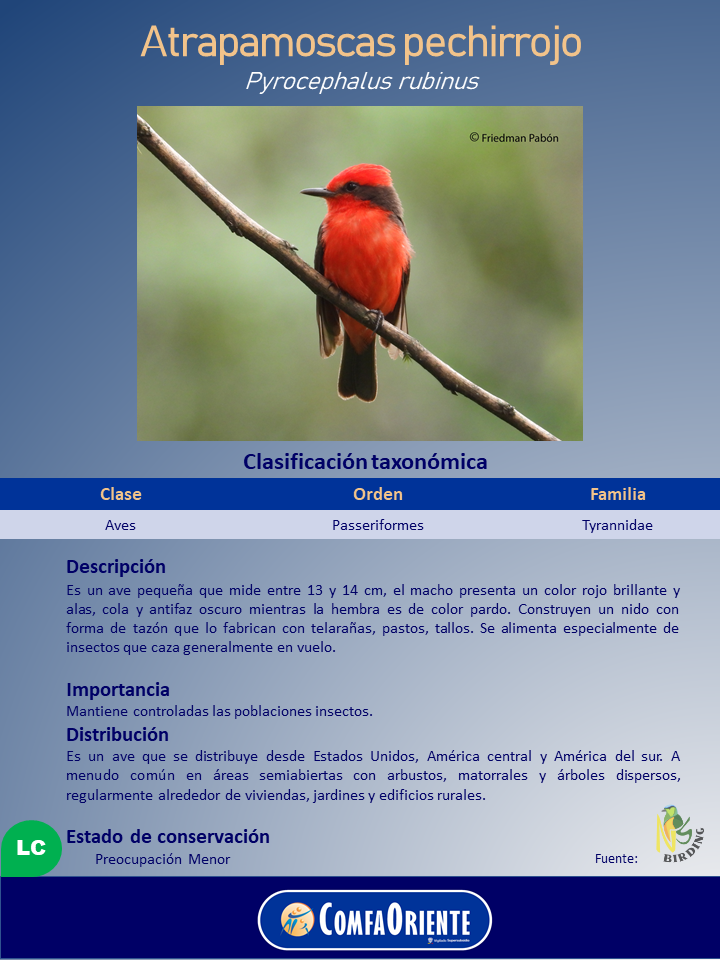 Pechirrojo rojo brillante posado en rama diagonal con fondo verde desenfocado, imagen de cartel informativo.