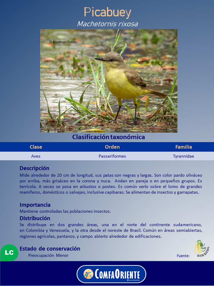 Ave picabuey con pecho amarillo brillante, dorso oliváceo pardo y patas negras, posada en agua poco profunda entre juncos.