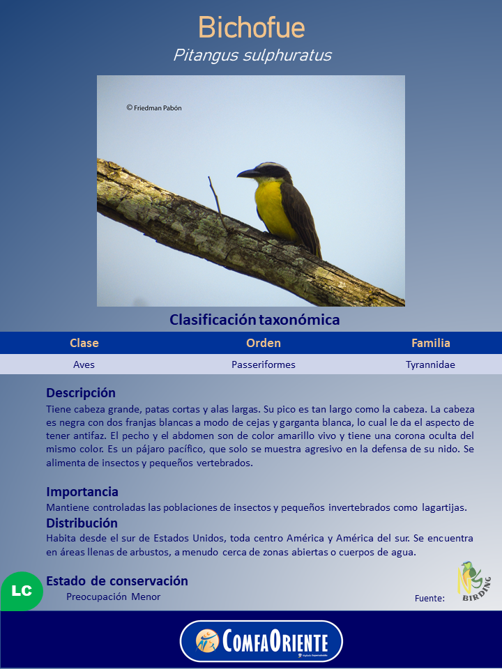 Bichofué (Pitangus sulphuratus) posado en una rama, pecho amarillo brillante y cabeza negra con franjas blancas.