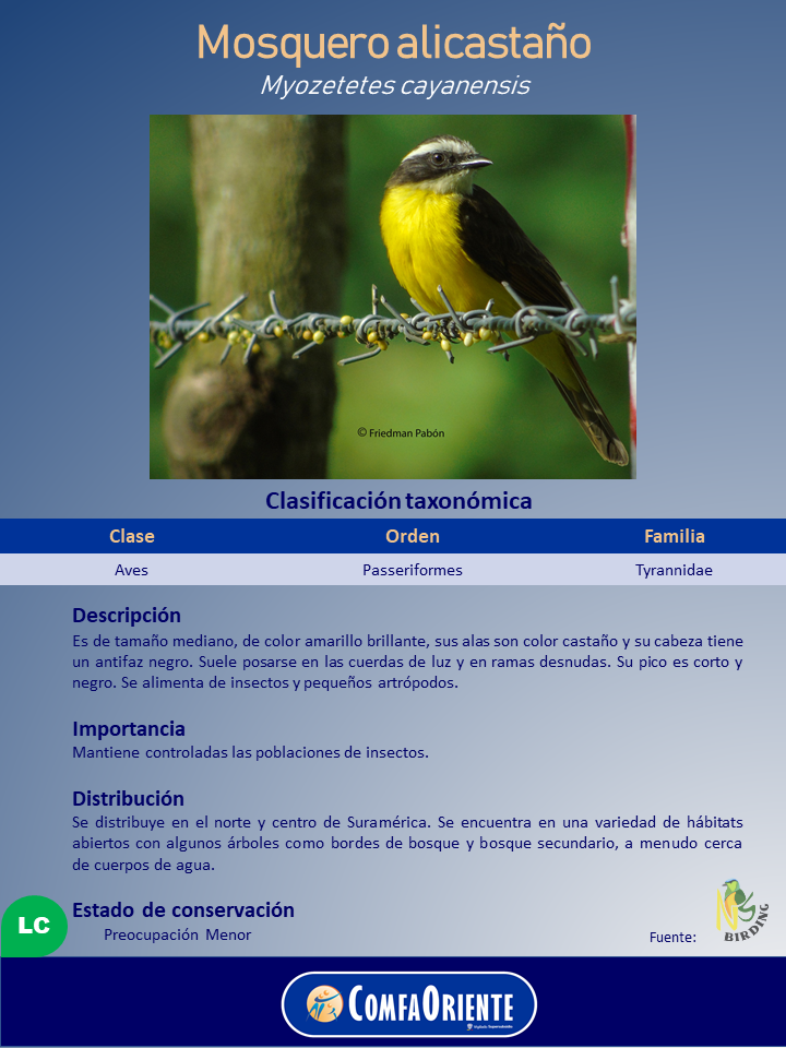 Póster informativo del mosquero alicastaño (Myozetetes cayanensis) con foto del ave amarilla brillante y castaña posada en alambre de púas.