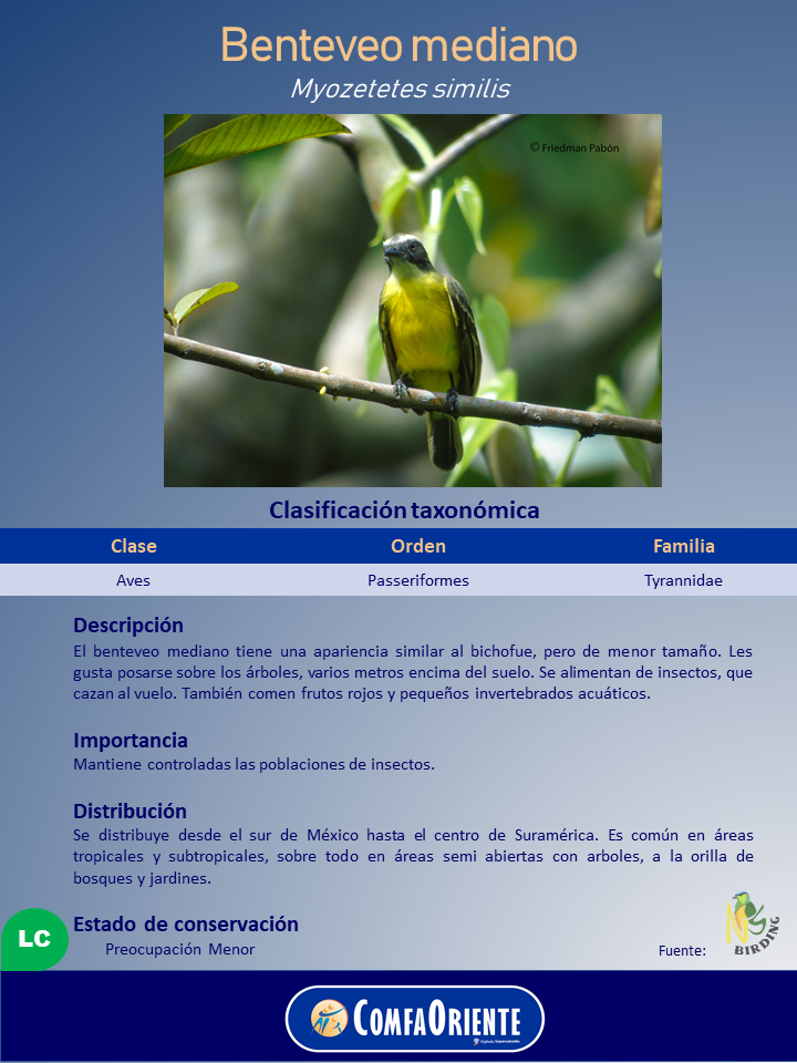 Benteveo mediano (Myozetetes similis) sobre una rama, plumaje amarillo en el pecho y cabeza gris, fondo de follaje