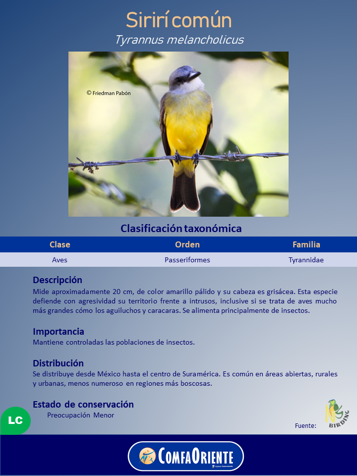 Sirirí común: ave de cabeza gris y pecho amarillo posada en un alambre de púas con fondo difuminado.