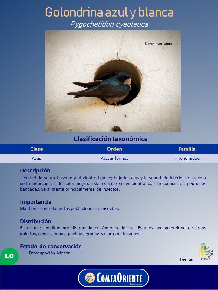 Golondrina de dorso azul oscuro y vientre blanco posada en la entrada circular de un nido en una pared blanca.