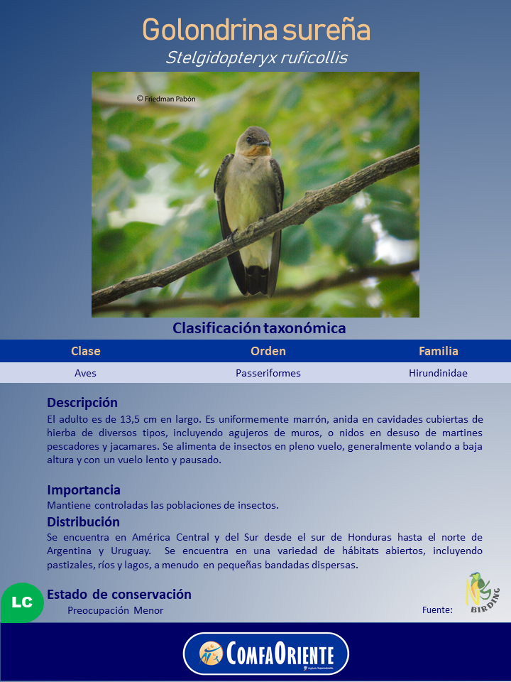Golondrina sureña posada en una rama entre hojas, sobre una ficha informativa con clasificación y texto.