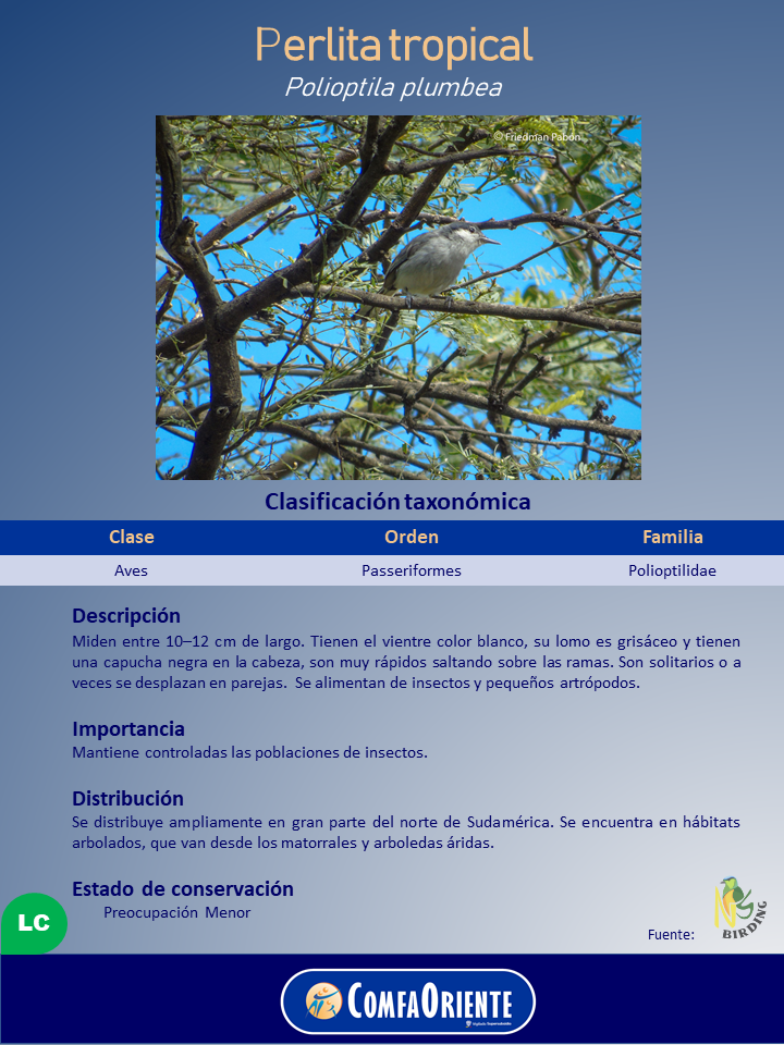 Perlita tropical: pequeña ave gris con capucha oscura posada entre ramas y hojas sobre cielo azul.