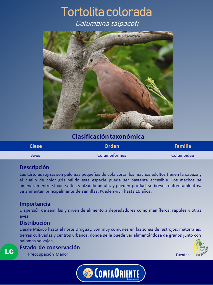 Cartel informativo sobre la tortolita colorada (Columbina talpacoti) con foto del ave rojiza posada en una rama y tabla taxonómica.