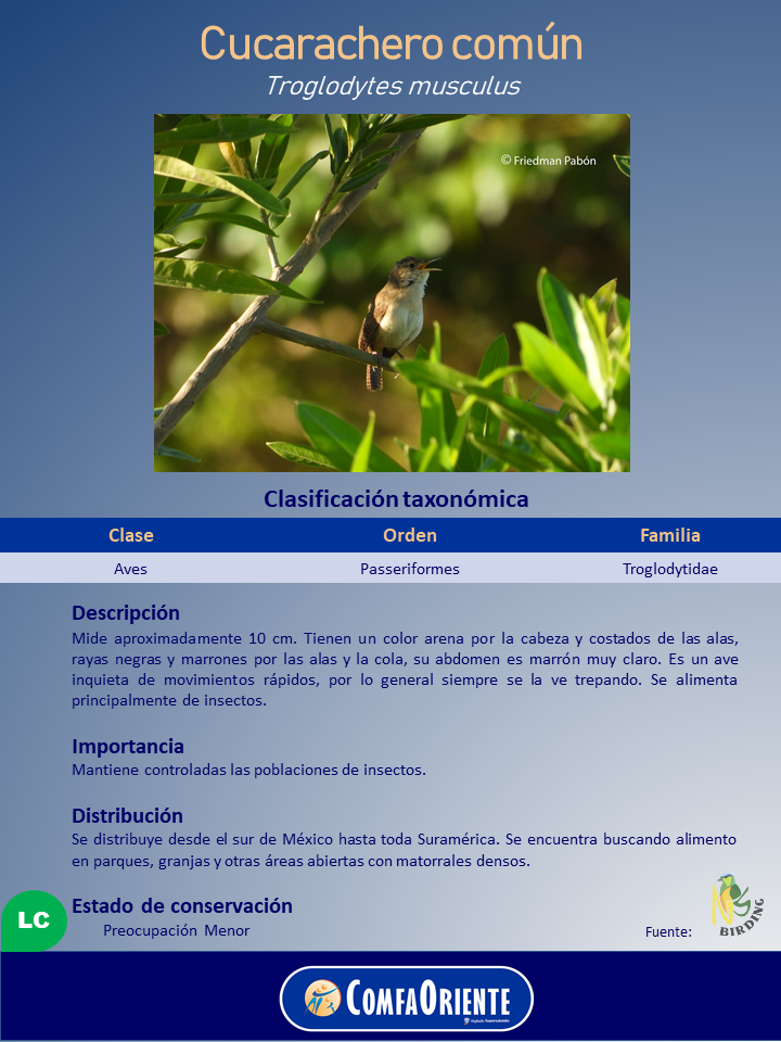 Cucarachero común (Troglodytes musculus) posado en una rama entre follaje verde con el pico abierto, sobre un cartel informativo.