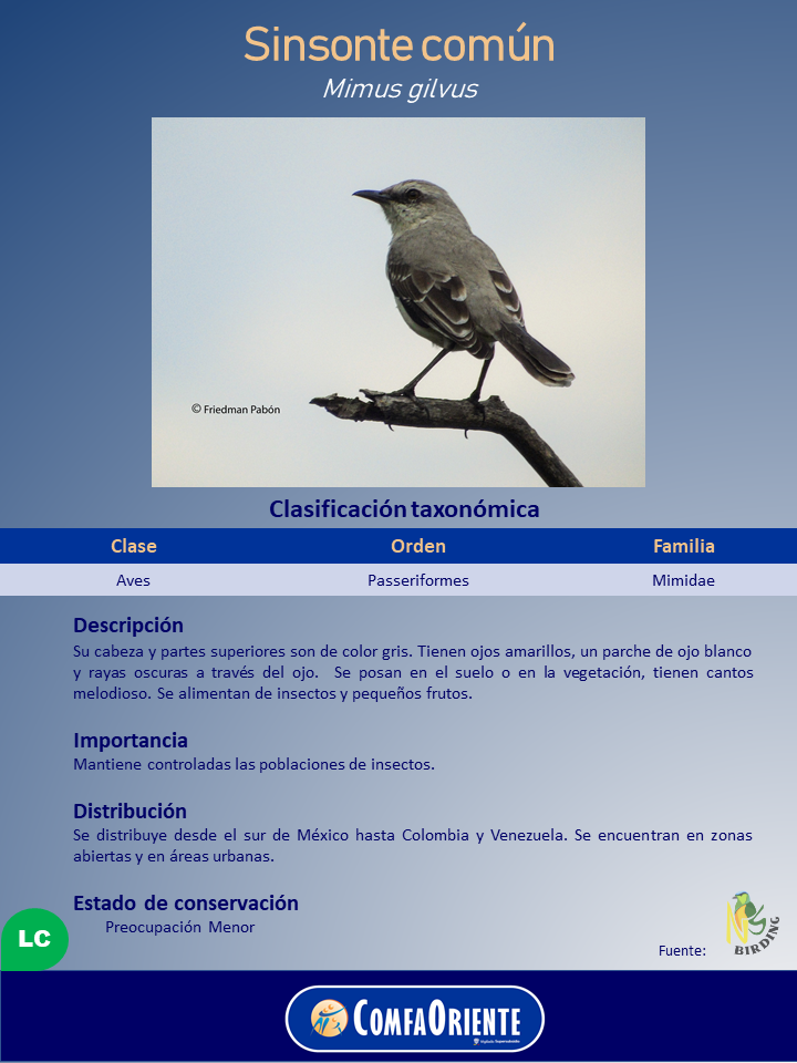 Sinsonte común (Mimus gilvus) posado en rama, plumaje gris, parche blanco en el ojo y tabla taxonómica en la infografía.