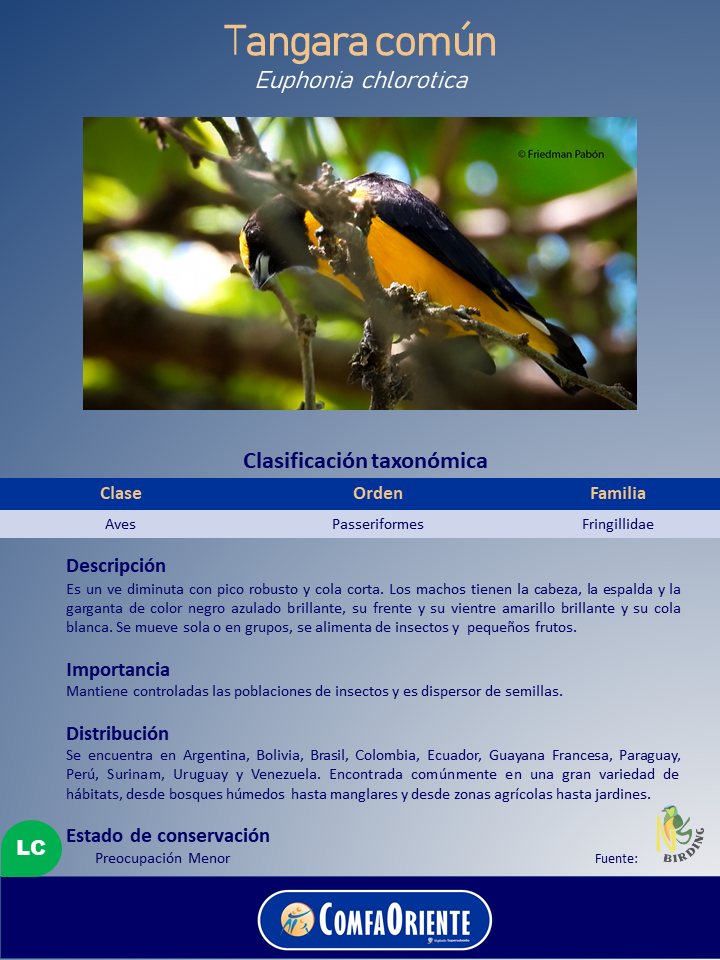 Tangara común (Euphonia chlorotica) mostrando un ave pequeña de cabeza y espalda negras y vientre amarillo posada en rama.