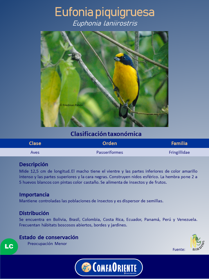 Póster de Eufonia piquigruesa (Euphonia laniirostris) con foto de ave pequeña amarilla y cabeza negra posada en rama.