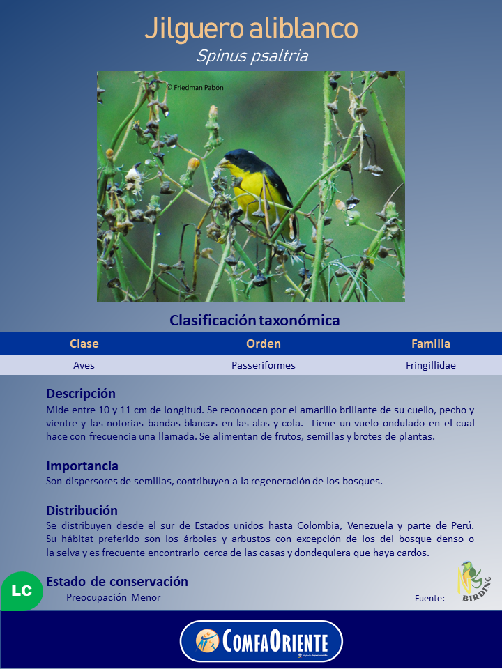 Jilguero aliblanco (Spinus psaltria): ave pequeña de pecho y vientre amarillos, cabeza negra y bandas blancas en las alas, posada entre tallos.