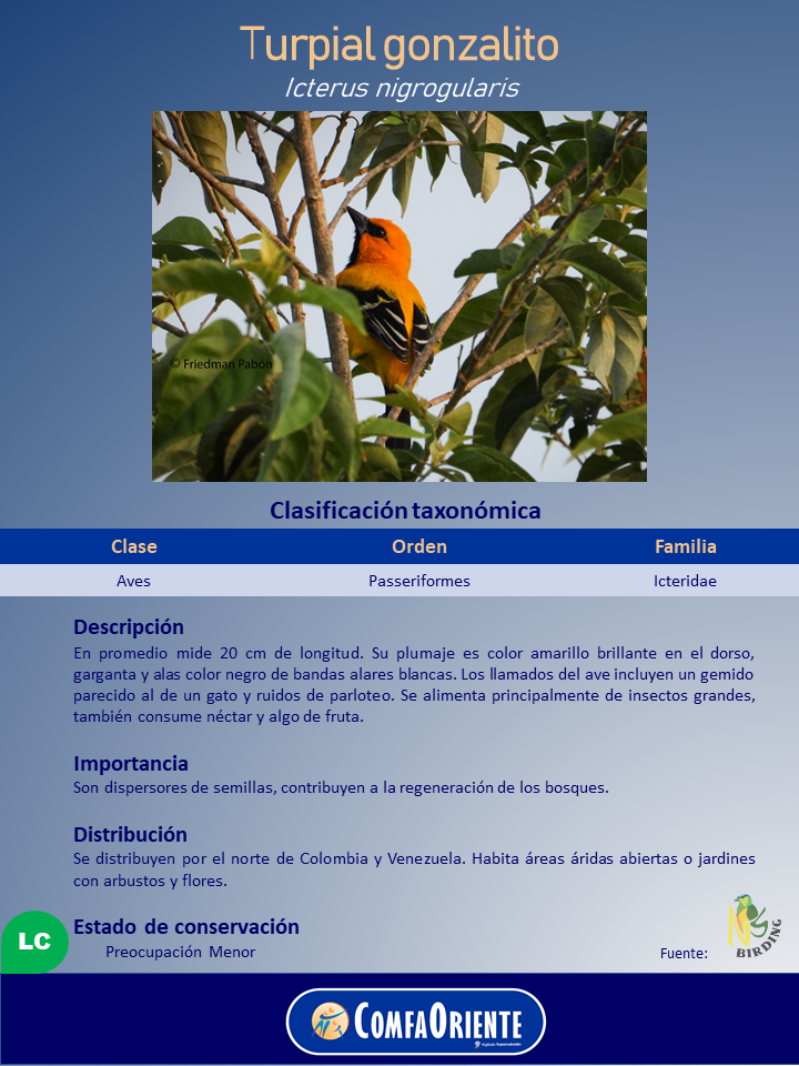 Turpial gonzalito (Icterus nigrogularis) amarillo con alas negras y barras blancas, posado entre ramas y hojas.