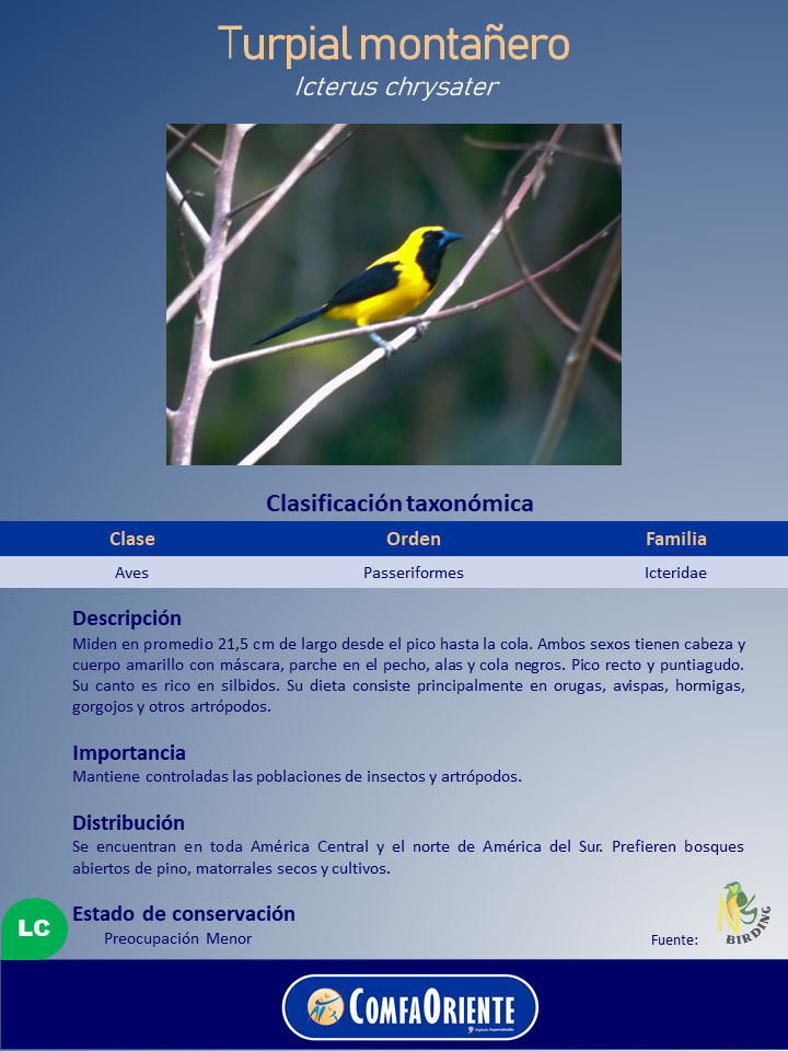 Turpial montañero (Icterus chrysater) amarillo y negro posado en ramas, con ficha informativa taxonómica sobre fondo azul.