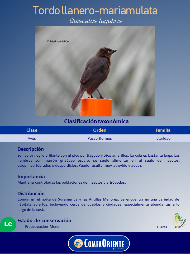 Tordo llanero (Quiscalus lugubris), ave parda de ojos amarillos y pico puntiagudo posada sobre poste naranja ante fondo gris.