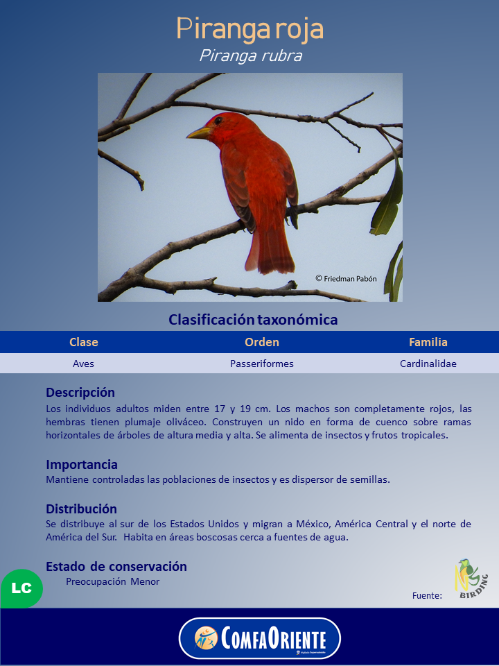 Cartel con foto de macho de piranga roja de plumaje rojo intenso posado en ramas, sobre fondo claro y texto informativo.