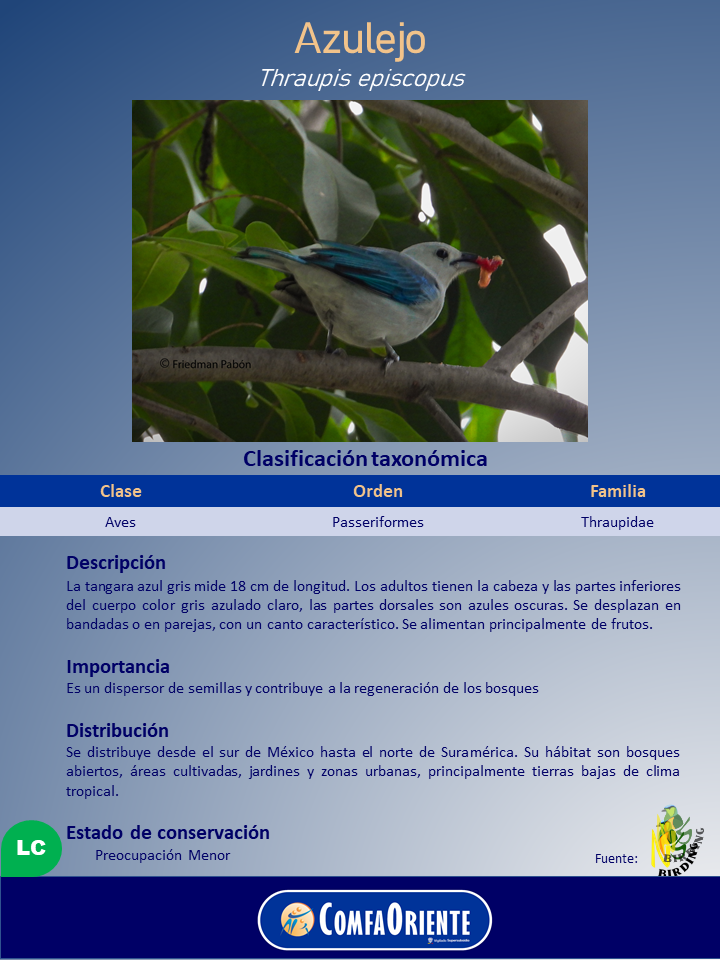 Tangara azul gris posada en una rama, plumaje gris azulado y alas azul intenso, con fruto rojo en el pico.