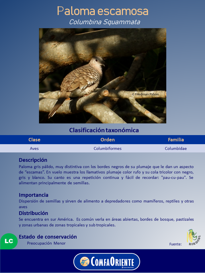 Cartel sobre la paloma escamosa (Columbina squammata) con foto del ave posada en ramas, plumaje pálido con bordes negros.
