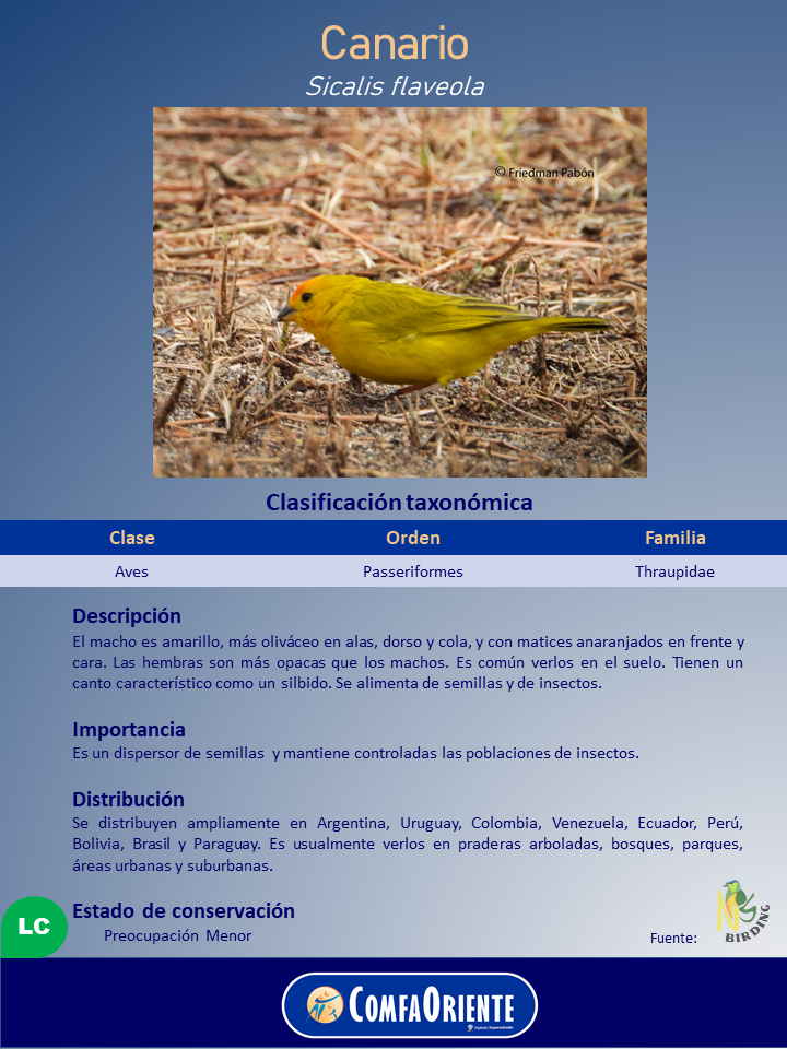 Canario amarillo (Sicalis flaveola) en el suelo entre pasto seco, mostrado en un cartel informativo con clasificación y texto en español.