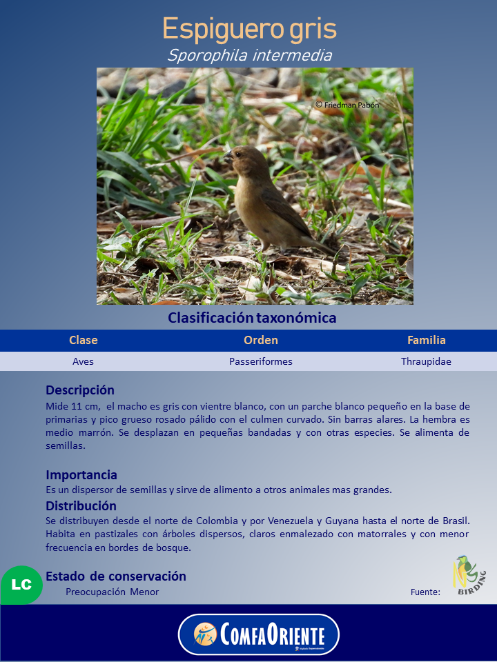 Espiguero gris (Sporophila intermedia), ave pequeña parda con pico corto, posada en el suelo entre hierba y hojas.