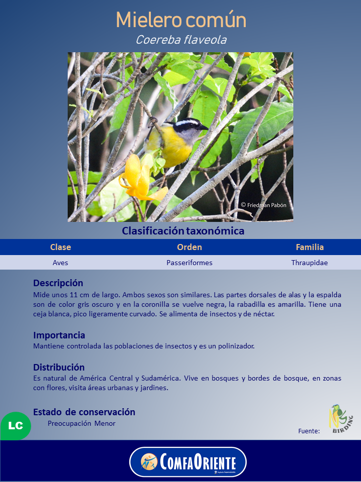 Cartel del mielero común: ave amarilla con cabeza negra y ceja blanca posada entre ramas junto a una flor.