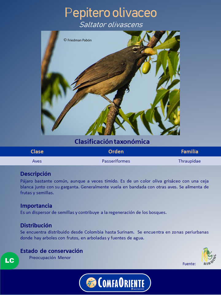 Pepitero oliváceo (Saltator olivascens) posado en una rama comiendo un fruto amarillo, plumaje oliváceo y ceja blanca