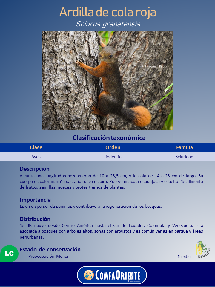 Ardilla de cola roja trepando un tronco rugoso, pelaje marrón rojizo oscuro y cola esponjosa naranja.