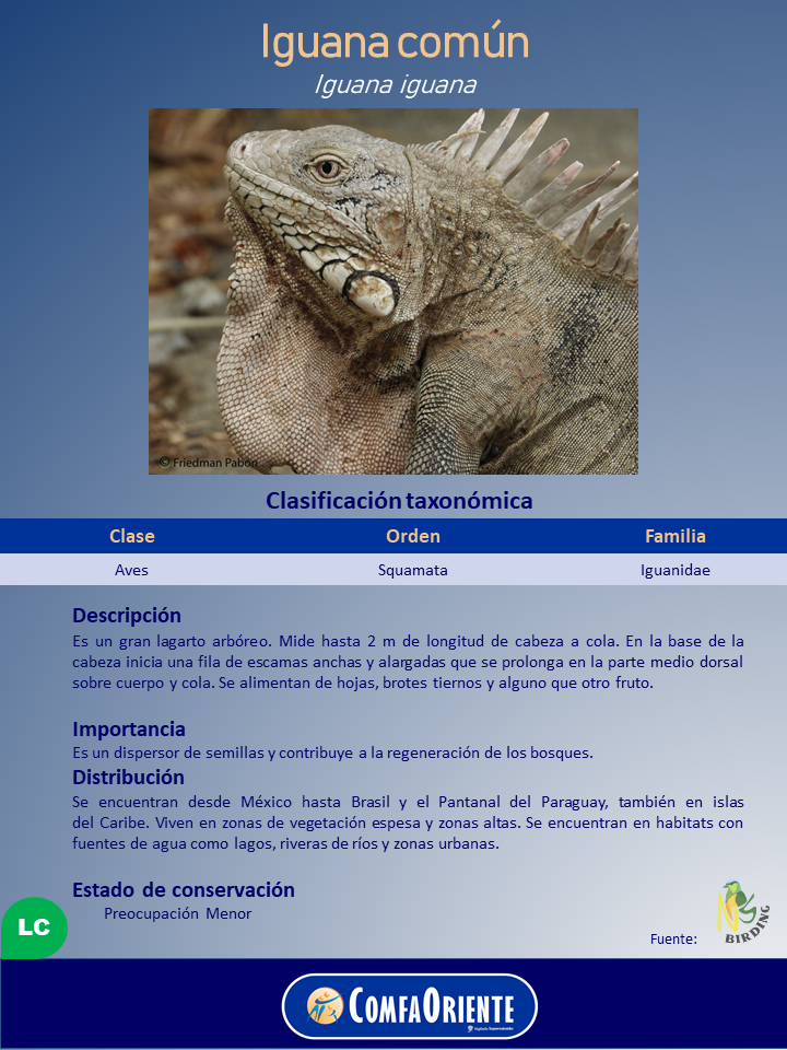 Iguana común en primer plano mostrando cabeza y cresta dorsal, sobre un cartel informativo con clasificación y descripción.