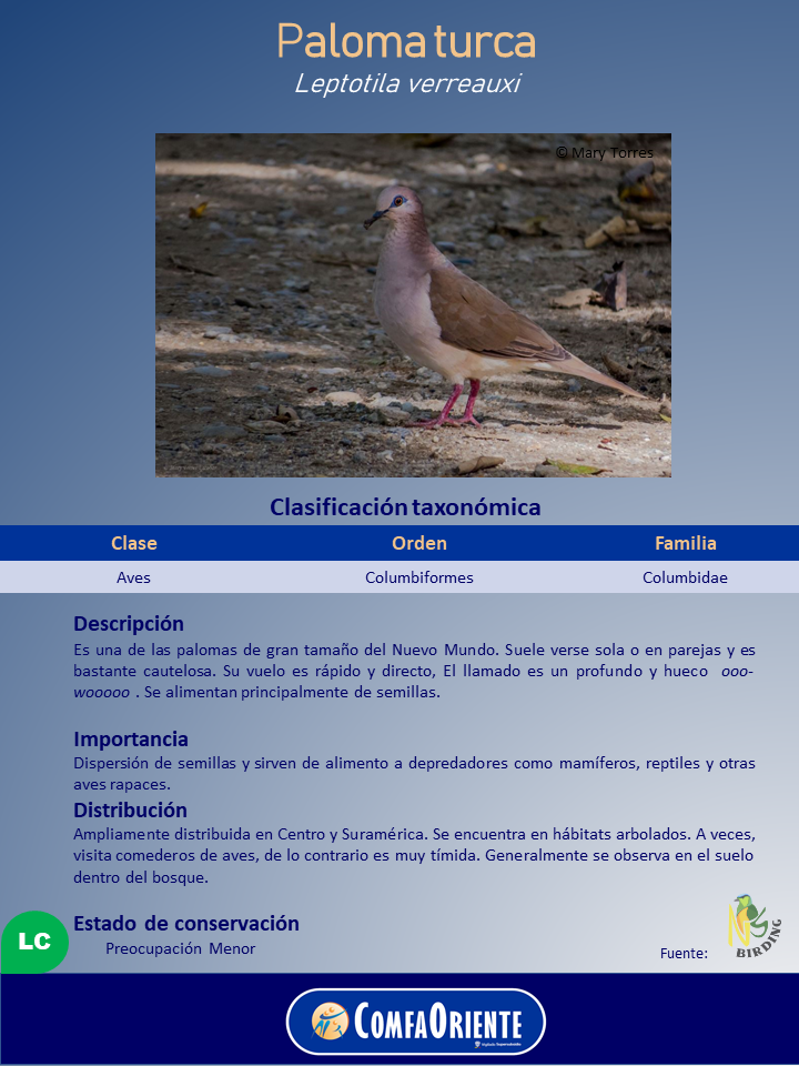 Paloma turca (Leptotila verreauxi) de pie sobre suelo terroso con hojas, plumaje marrón y gris, patas rosadas y anillo ocular claro.